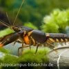 Feuerkrebs, Cherax Sp. 'Orange Tip' -Fischbedarf Laden 10352 Feuerkrebs Cherax sp Orange Tip