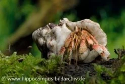 5 Kleine Landeinsiedlerkrebse, Coenobita Spec. -Fischbedarf Laden 12441 Landeinsiedlerkrebs Coenobita pseudorugosus