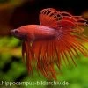 Crown Tail Kampffisch Rot, Männchen, Betta Splendens -Fischbedarf Laden 12877 Crown Tail Kampffisch rot Maennchen Betta splend