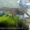 Yabby, Cherax Destructor 1 Yabby, Cherax Destructor -Fischbedarf Laden 13606 Yabby Cherax destructor