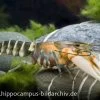 Tigerkrebs, Cherax Peknyi -Fischbedarf Laden 1523 Tigerkrebs Cherax peknyi