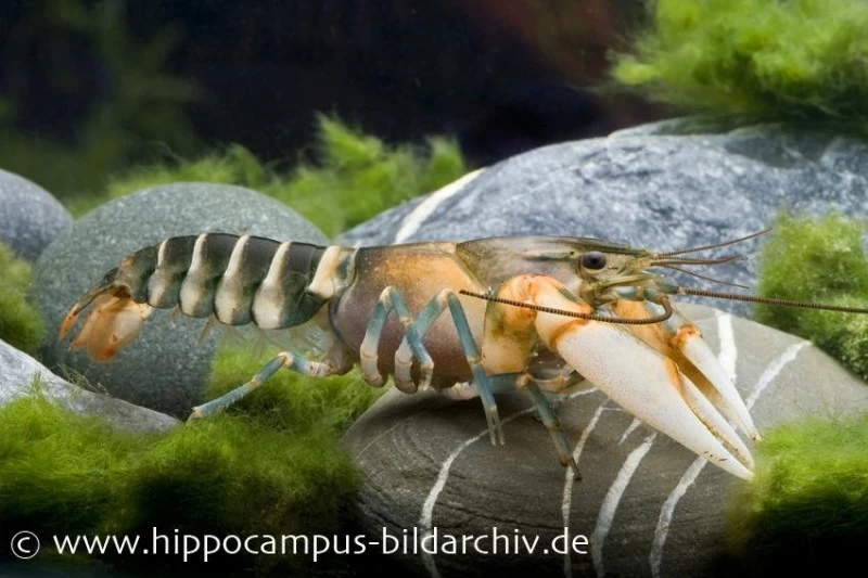 Tigerkrebs, Cherax Peknyi 3 Tigerkrebs, Cherax Peknyi
