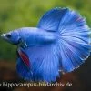 Halfmoon Kampffisch Blau, Männchen, Betta Splendens -Fischbedarf Laden 15289 Halfmoon Kampffisch blau Maennchen Betta splende