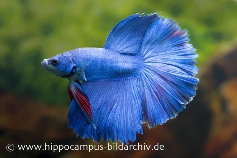 Halfmoon Kampffisch Blau, Männchen, Betta Splendens 3 Halfmoon Kampffisch Blau, Männchen, Betta Splendens