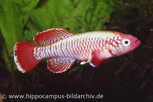 Killifisch Torfansatz Nothobranchius Eggersi Red, 30 Eier 3 Killifisch Torfansatz Nothobranchius Eggersi Red, 30 Eier