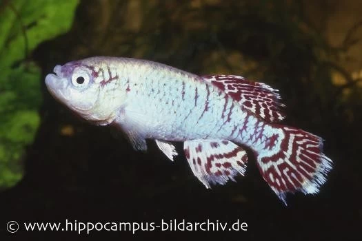 Killifisch Torfansatz Nothobranchius Eggersi Blue, 30 Eier 4 Killifisch Torfansatz Nothobranchius Eggersi Blue, 30 Eier – Bild 2