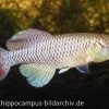 Killifisch Torfansatz Nothobranchius Jubbi, 30 Eier 1 Killifisch Torfansatz Nothobranchius Jubbi, 30 Eier -Fischbedarf Laden 16027 Killifisch Torfansatz Nothobranchius jubbi 30 Eie