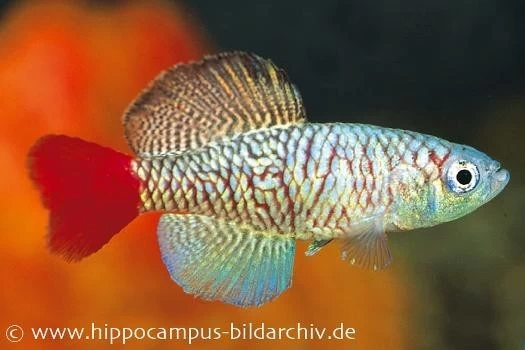 Killifisch Torfansatz Nothobranchius Orthonotus, 30 Eier 4 Killifisch Torfansatz Nothobranchius Orthonotus, 30 Eier – Bild 2