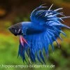 Crown Tail Kampffisch Blau, Männchen, Betta Splendens