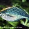 Türkis-Regenbogenfisch, Melanotaenia Lacustris, DNZ 5-6 Cm -Fischbedarf Laden 20927 Tuerkis Regenbogenfisch Melanotaenia lacustris