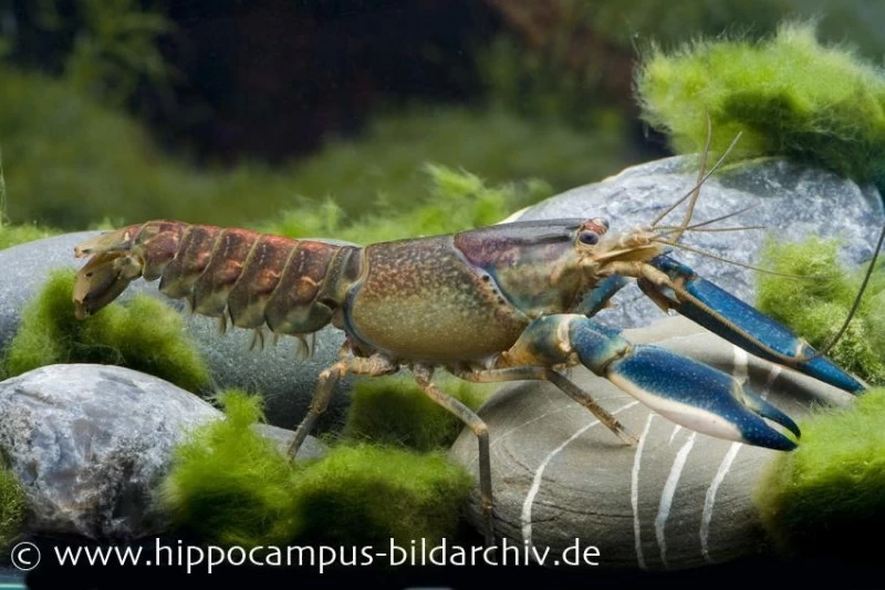 Blau-Rosa Krebs, Cherax Pulcher 3 Blau-Rosa Krebs, Cherax Pulcher