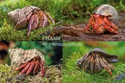 5 Kleine Landeinsiedlerkrebse, Coenobita Spec.