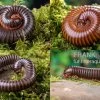 Bundle: 5 X Millipede-Mix, Spirostreptus Spec. (5 Tausendfüsser) -Fischbedarf Laden 5 x Millipede Mix Spirostreptus spec 1