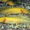 Axolotl Goldfarben, Ambystoma Mexicanum -Fischbedarf Laden 80065 Axolotl goldfarben Ambystoma mexicanum