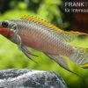 Smaragdprachtbarsch, Pelvicachromis Taeniatus Nigeria Red, 4-5 Cm -Fischbedarf Laden 80071 Smaragdprachtbarsch Pelvicachromis taeniatus Nige