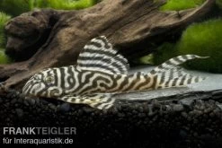 Königstiger-Harnischwels, Hypancistrus Spec. L333 Belo Monte 9 Königstiger-Harnischwels, Hypancistrus Spec. L333 Belo Monte -Fischbedarf Laden 80074 Koenigstiger Harnischwels Hypancistrus spec L333