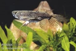 Afrikanischer Schmetterlingsfisch, Pantodon Buchholzi