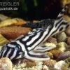 Zebra-Harnischwels, Hypancistrus Zebra L046 2 Zebra-Harnischwels, Hypancistrus Zebra L046 -Fischbedarf Laden 80085 Zebra Harnischwels Hypancistrus zebra L046