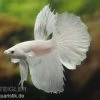 Halfmoon Kampffisch Weiß, Männchen, Betta Splendens 1 Halfmoon Kampffisch Weiß, Männchen, Betta Splendens -Fischbedarf Laden 80099 Halfmoon Kampffisch weiss Maennchen Betta splend