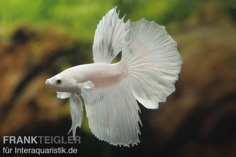 Halfmoon Kampffisch Weiß, Männchen, Betta Splendens 3 Halfmoon Kampffisch Weiß, Männchen, Betta Splendens