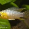Gelber Zwergbuntbarsch, Apistogramma Borelli, Paarweise -Fischbedarf Laden 80122 Gelber Zwergbuntbarsch Apistogramma borelli