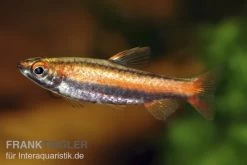 Purpurziersalmler, Nannostomus Mortenthaleri -Fischbedarf Laden 80149 Purpurziersalmler Nannostomus mortenthaleri