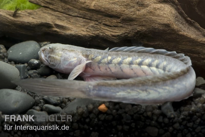 Lila Aalgrundel, Gobioides Broussonnetii 4 Lila Aalgrundel, Gobioides Broussonnetii – Bild 2