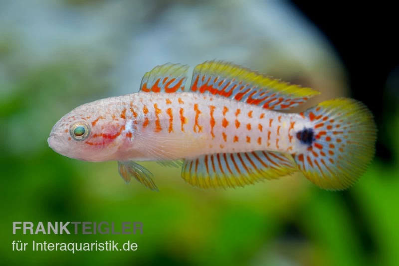 Pastellgrundel, Tateurndina Ocellicauda 3 Pastellgrundel, Tateurndina Ocellicauda