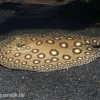 Pfauenaugen-Stechrochen, Potamotrygon Motoro R001 -Fischbedarf Laden 80191 Pfauenaugen Stechrochen Potamotrygon motoro R001