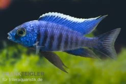 Azur-Cichlide, Copadichromis Azureus Likoma, DNZ