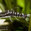 Zebra-Otocinclus, Otocinclus Cocama -Fischbedarf Laden 81042 Zebra Otocinclus Otocinclus cocama