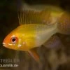 Schmetterlingsbuntbarsch Gold, Mikrogeophagus Ramirezi, DNZ 2 Schmetterlingsbuntbarsch Gold, Mikrogeophagus Ramirezi, DNZ -Fischbedarf Laden 81934 Schmetterlingsbuntbarsch gold Mikrogeophagus ramir