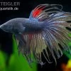 Crown Tail Kampffisch Schwarz, Männchen, Betta Splendens -Fischbedarf Laden 81954 Crown Tail Kampffisch schwarz Betta splendens