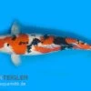 Koi-Karpfen Sanke, Cyprinus Carpio, 7-10 Cm (Kaltwasser)