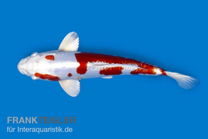 Koi-Karpfen Kohaku, Cyprinus Carpio, 7-10 Cm (Kaltwasser) 3 Koi-Karpfen Kohaku, Cyprinus Carpio, 7-10 Cm (Kaltwasser)