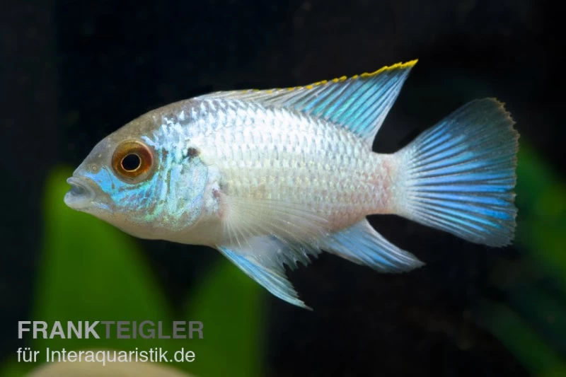 Aequidens Pulcher Spec. Neonblue 3 Aequidens Pulcher Spec. Neonblue
