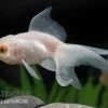Oranda Weiss, Carassius Auratus (Kaltwasser) -Fischbedarf Laden 82874 Oranda weiss Carassius auratus 4 5 cm Kaltwasser