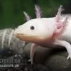 Axolotl Weißling, Ambystoma Mexicanum -Fischbedarf Laden 82875 Axolotl Weissling Ambystoma mexicanum