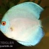 Diskusfisch ASIA-NZ, Symphysodon Discus Blue Diamond