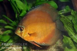 Diskusfisch ASIA-NZ, Symphysodon Discus Brown (Classic Brown, Red)