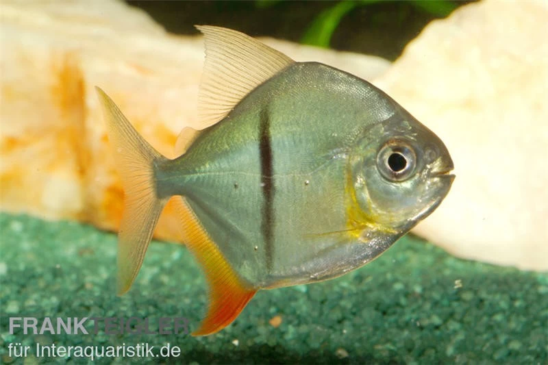 Schwarzband-Mühlsteinsalmler, Myleus Schomburgkii (Variante 2) SCHMALER STREIFEN 4 Schwarzband-Mühlsteinsalmler, Myleus Schomburgkii (Variante 2) SCHMALER STREIFEN – Bild 2