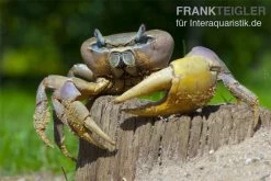 Indonesische Riesenlandkrabbe, Cardisoma Carnifex -Fischbedarf Laden 82992 Cardisoma carnifex 3