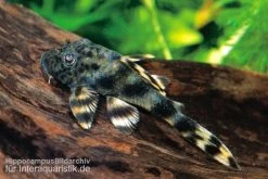 Ucayali-Zwergschilderwels, L205, Peckoltia Sp. -Fischbedarf Laden 83341 Ucayali Zwergschilderwels L205 Peckoltia sp