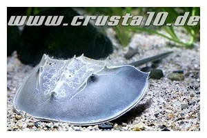 Pfeilschwanzkrebs, Carcinoscorpius Rotundicauda (Meerwasser) 3 Pfeilschwanzkrebs, Carcinoscorpius Rotundicauda (Meerwasser)