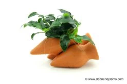 Dennerle Garnelen-Amphore, Anubias Nana "Bonsai" Auf 3er Tonamphore -Fischbedarf Laden 85428 Dennerle Garnelen Amphore 800x533px