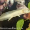 Axolotl Albino, Ambystoma Mexicanum -Fischbedarf Laden 8880 Axolotl albino Ambystoma mexicanum 1