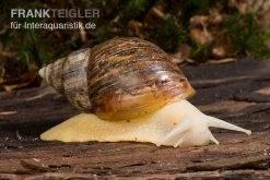 Weisse Achatschnecke, Achatina Fulica "White Jade"