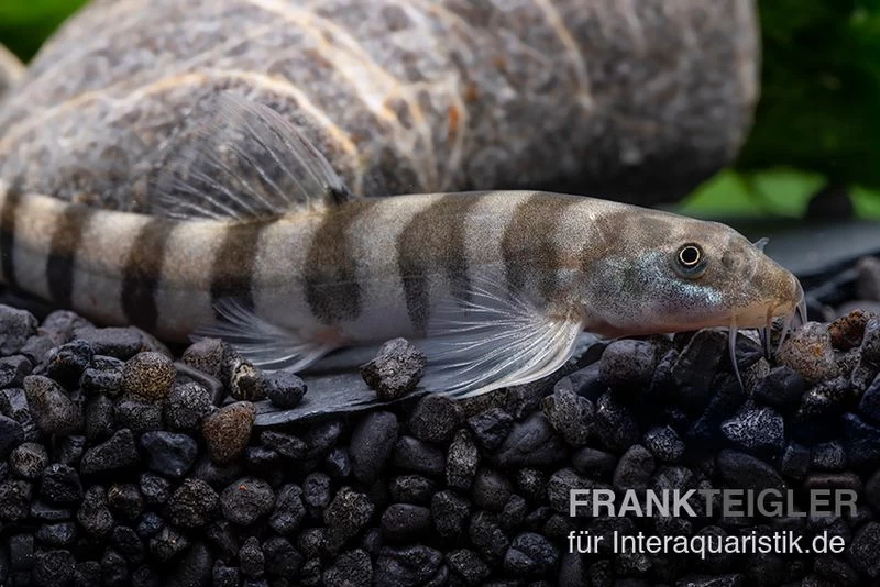 Achtringe-Schmerle, Serpenticobitis Octozona 3 Achtringe-Schmerle, Serpenticobitis Octozona