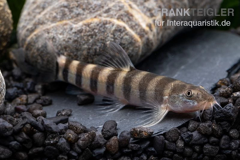 Achtringe-Schmerle, Serpenticobitis Octozona 4 Achtringe-Schmerle, Serpenticobitis Octozona – Bild 2