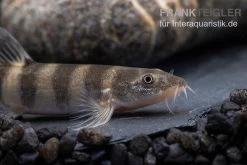 Achtringe-Schmerle, Serpenticobitis Octozona 7 Achtringe-Schmerle, Serpenticobitis Octozona -Fischbedarf Laden Achtringe Schmerle Serpenticobitis octozona 3